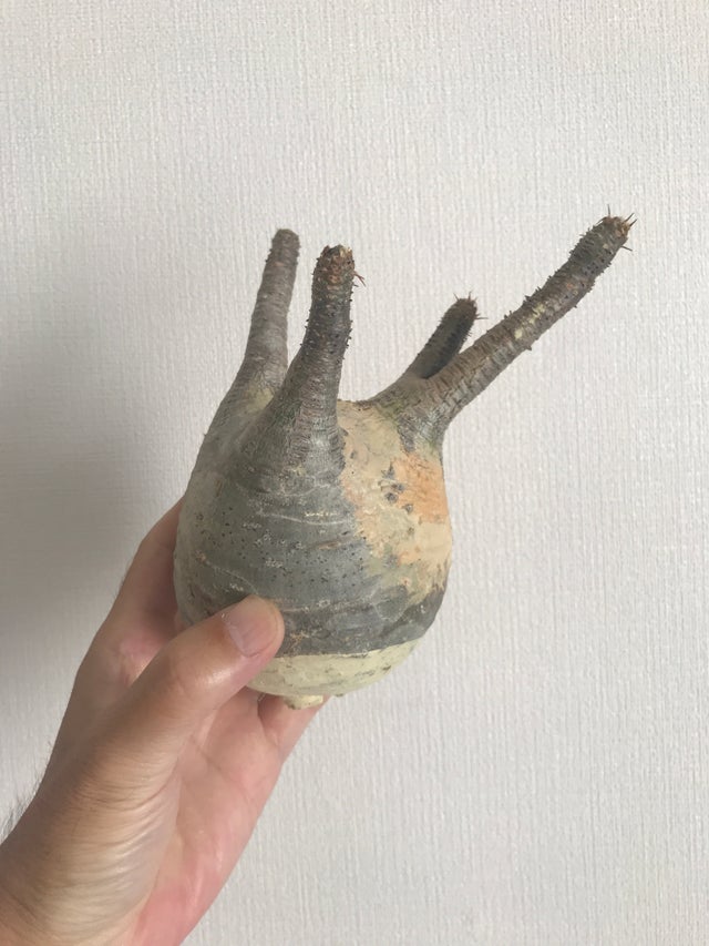 アガベ チタノタ 白鯨 